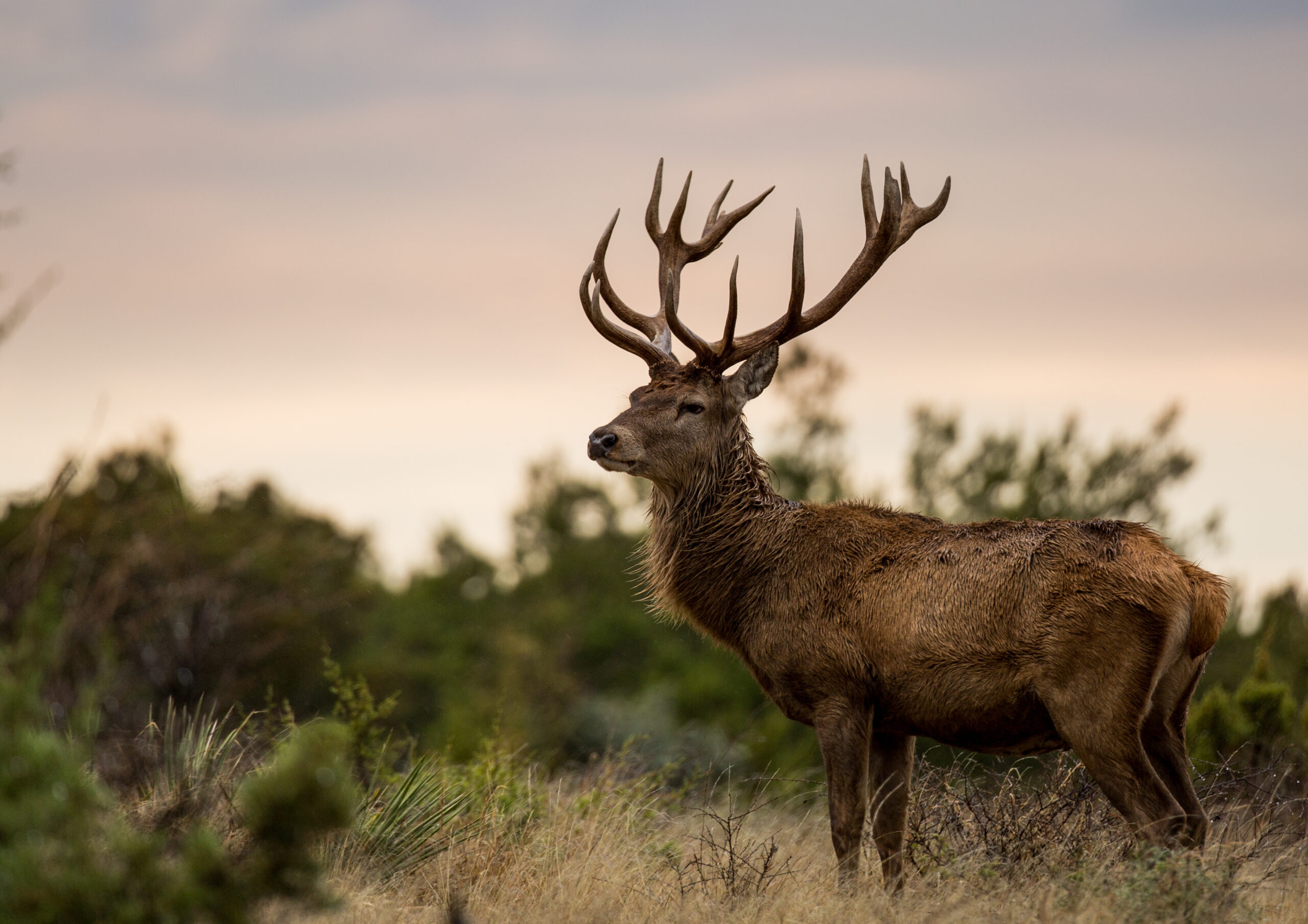 Red Stag Sunset