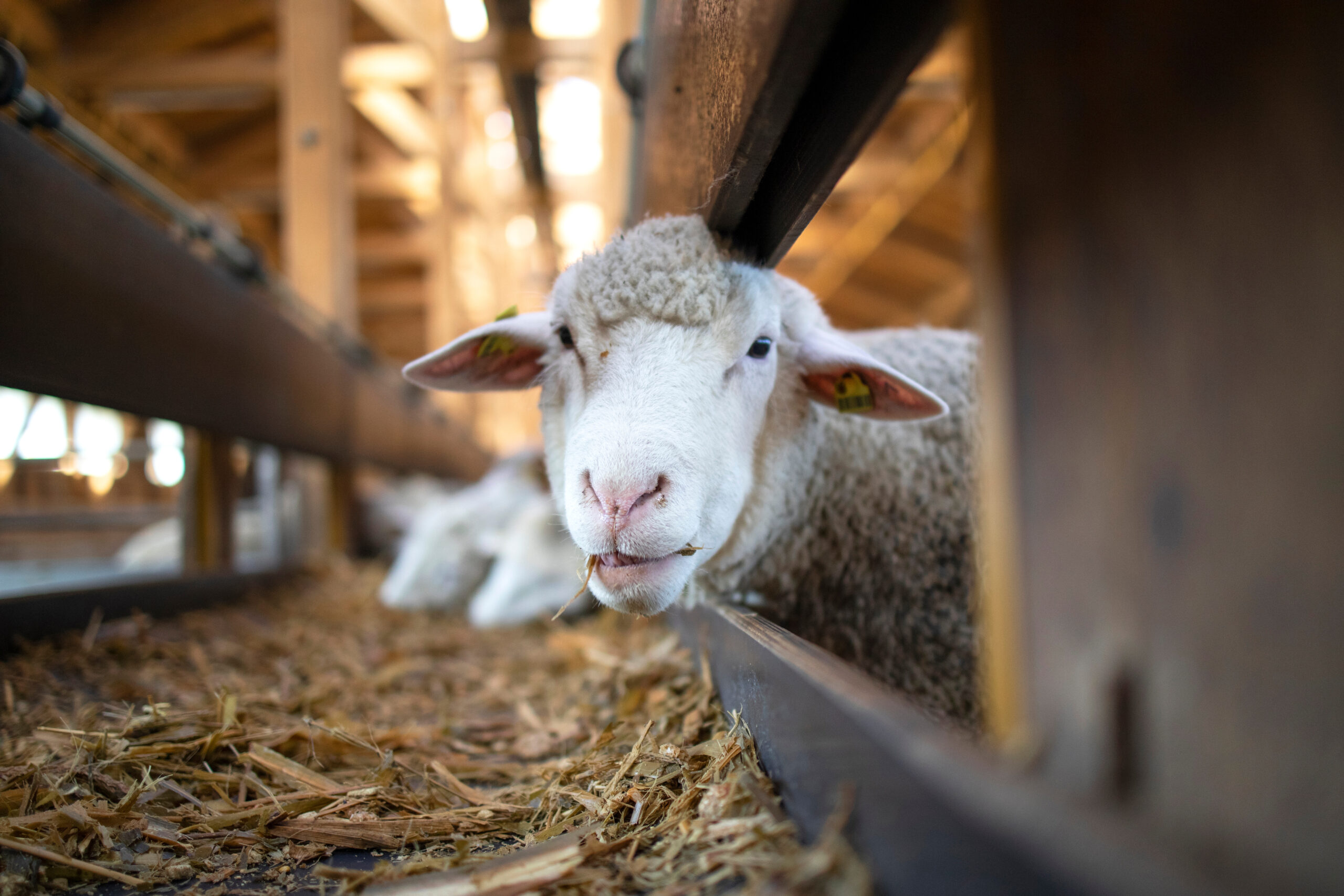 Photo of funny sheep animal chewing food and staring to the came